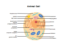 Chemical Reaction Illustration