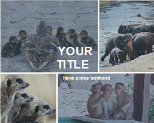 Animal Family Photo Collage
